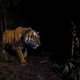 A tiger shown from a camera trap in Bardia National Park, Nepal.
